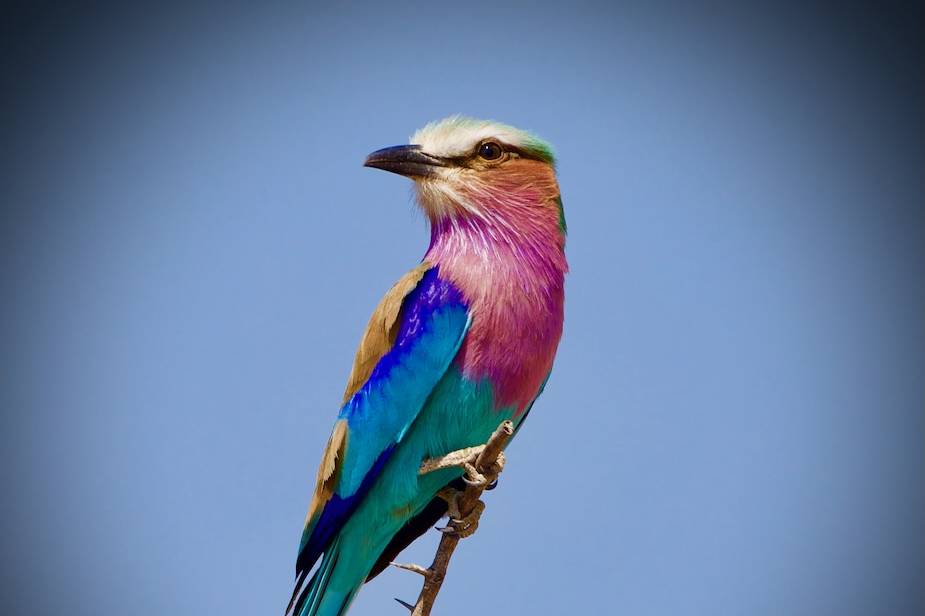 Lilac-Breasted Roller