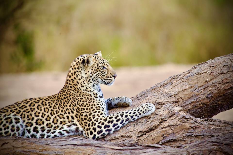 Leopard - Beauty