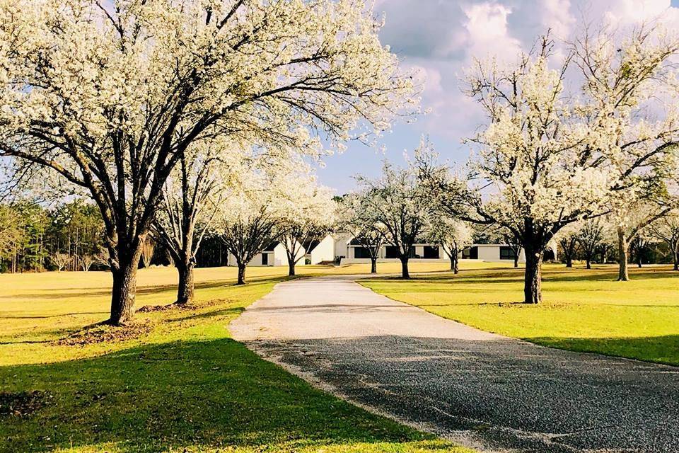 Bradfor pears in full bloom