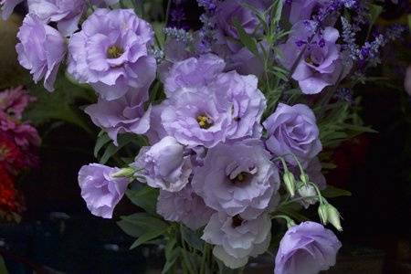 Lavender Lisianthus