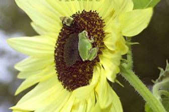 Sunflower, frog and bee
