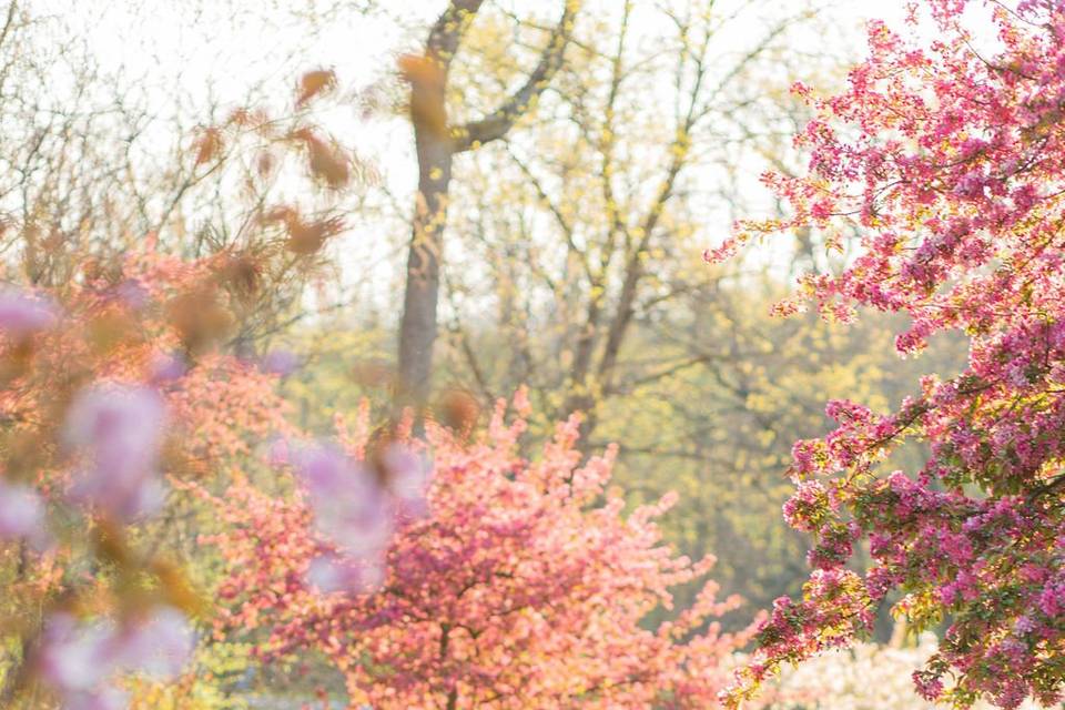 Engagement photos