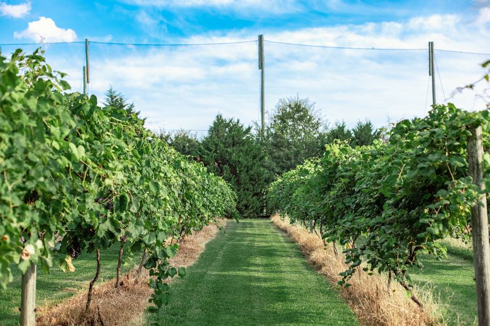In the vines, a perfect photo