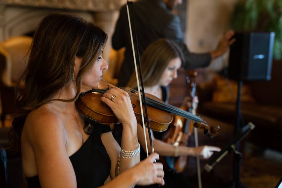 Violin, String Quartet Arizona