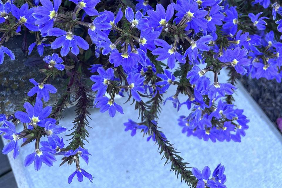 Fairy Fan Flower