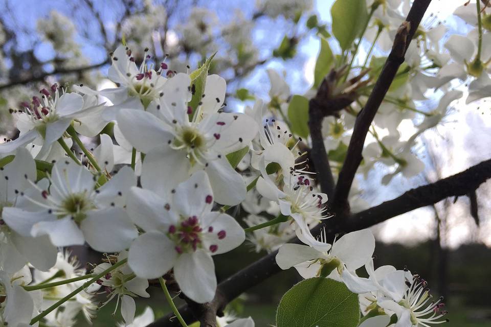 Fresh flowers