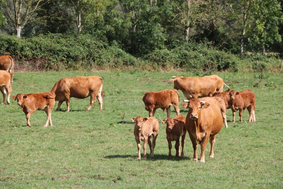 Our herd of cattle