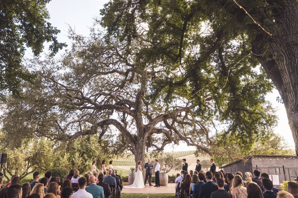 Massive Oak @ Fableist