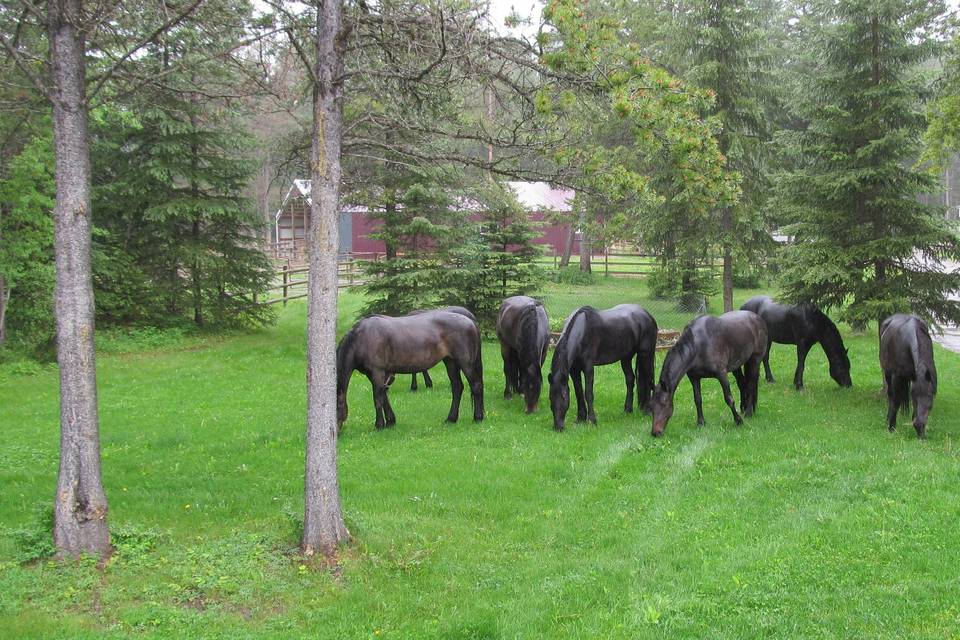 Cripple Creek Horse Ranch