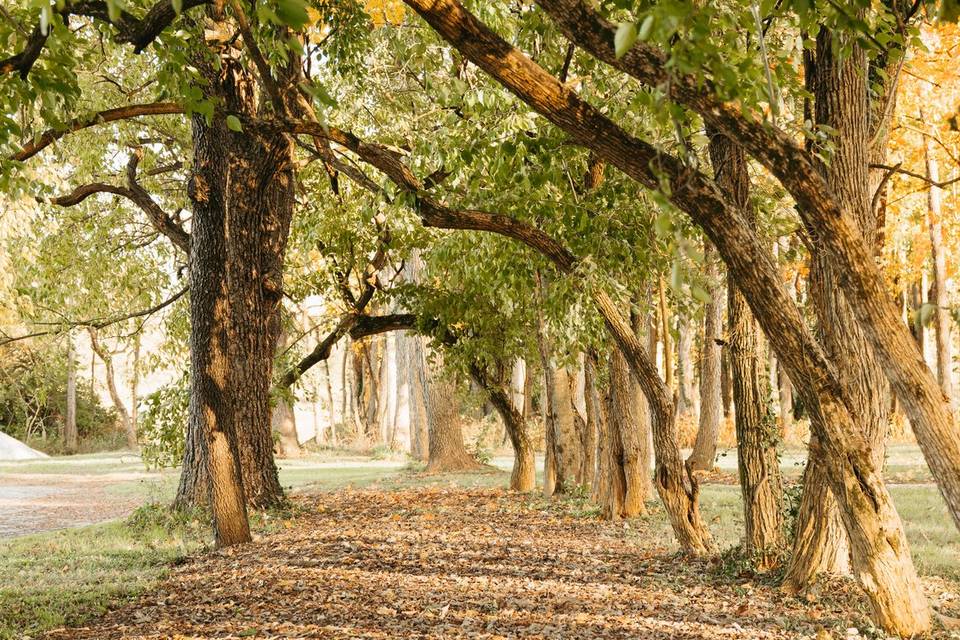 Osage orange arches