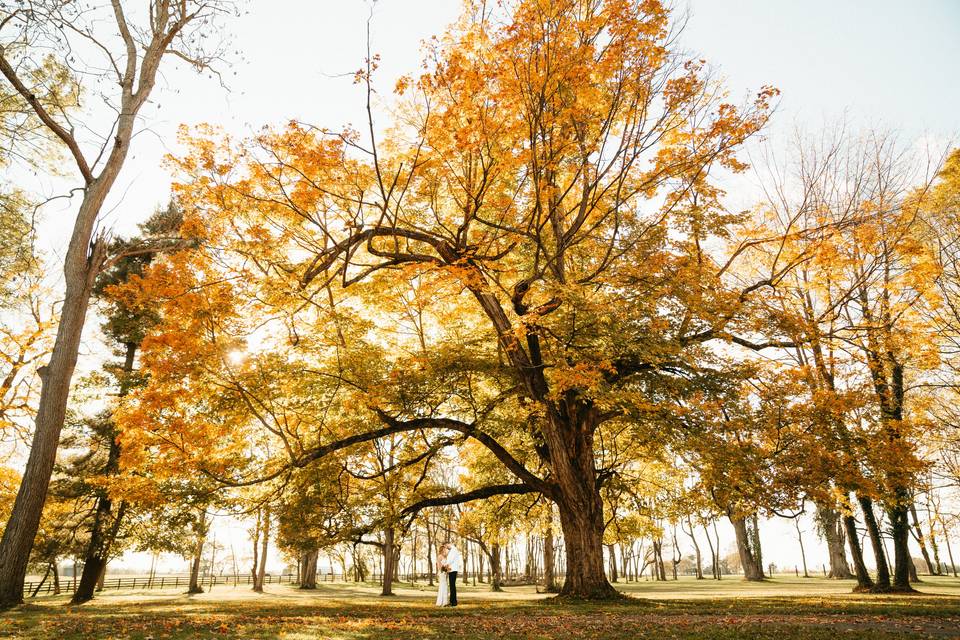 Majestic maple tree