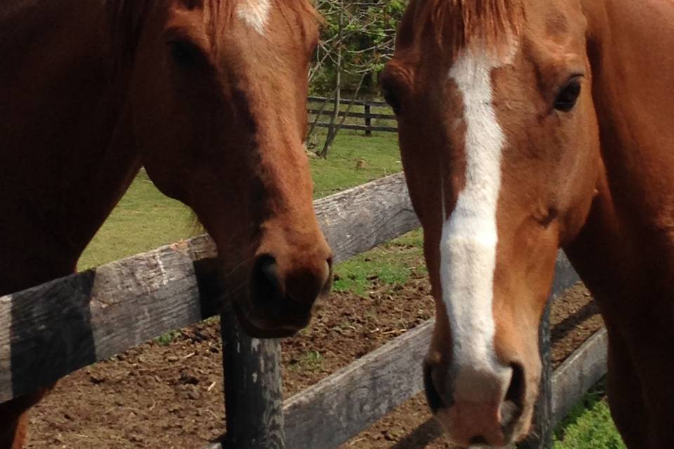 Red heads have more fun...Annie and Baccardie