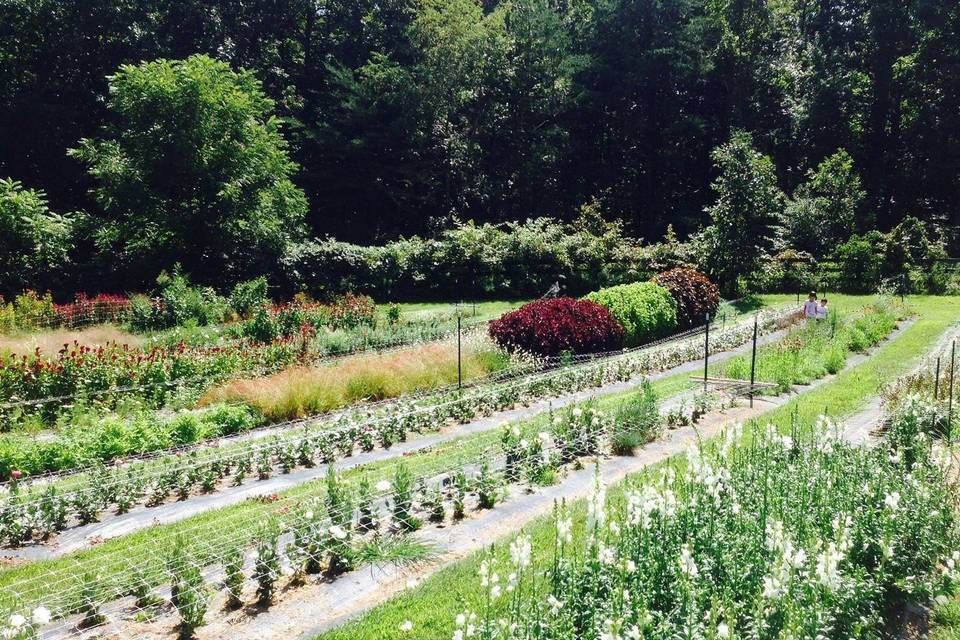 Harvesting peonies