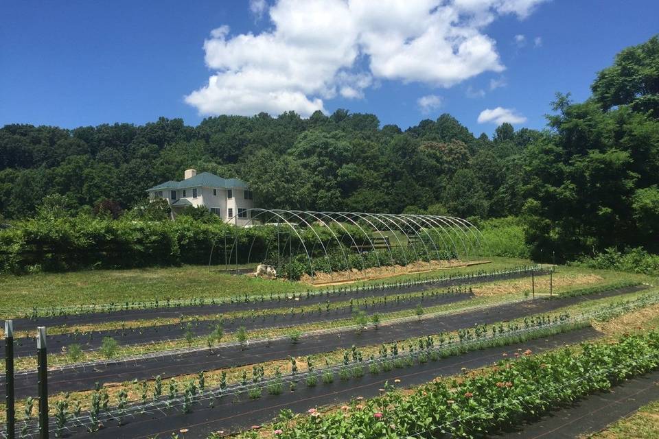 Harvesting peonies