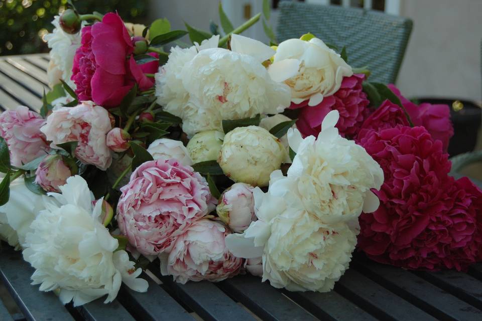 Peonies