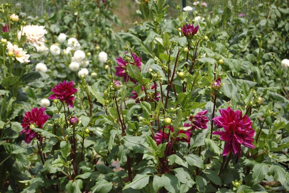 Dahlias are blooming