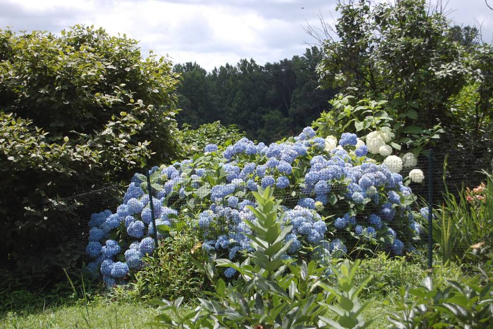 Hydrangea