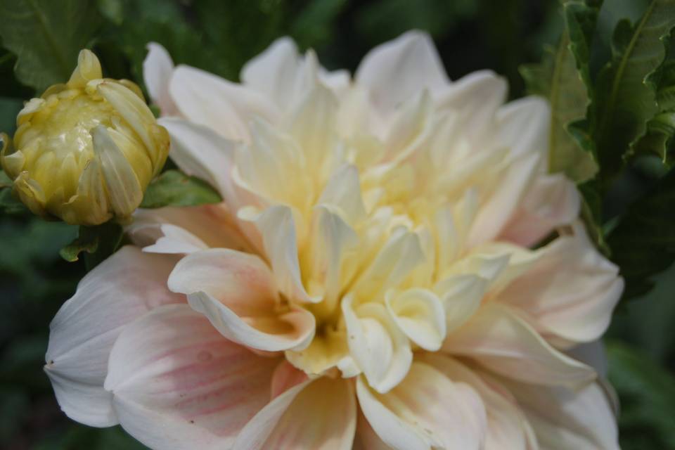 Cafe au lait dinnerplate dahlia