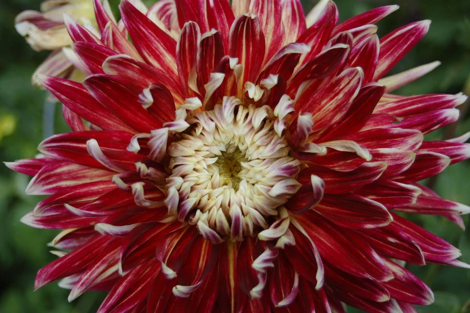 Burgundy dinner plate dahlia