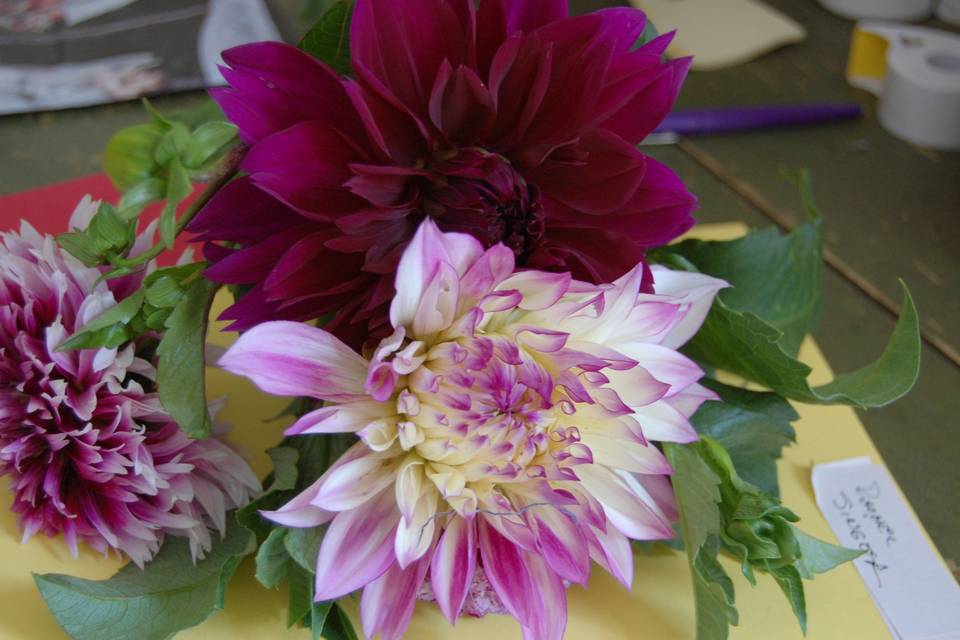 Dahlias and pee gee hydrangea from gardens