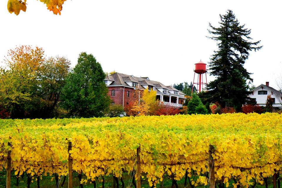 Pinot Gris Vineyard in Autumn at McMenamins Edgefield