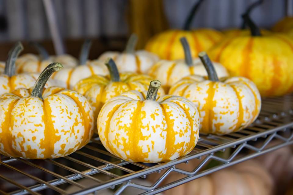 Farm Grown Pumpkins