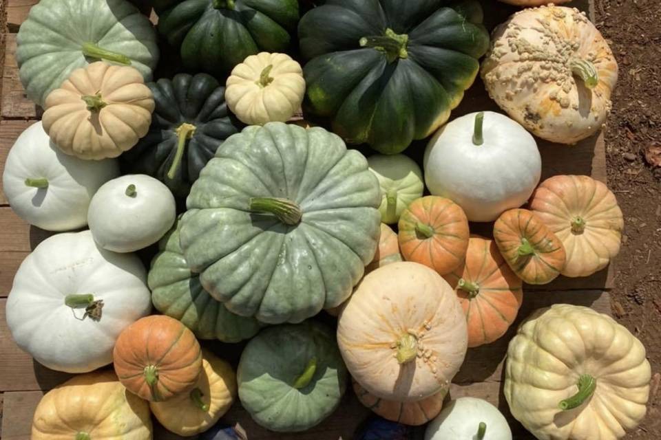 Farm Grown Pumpkins