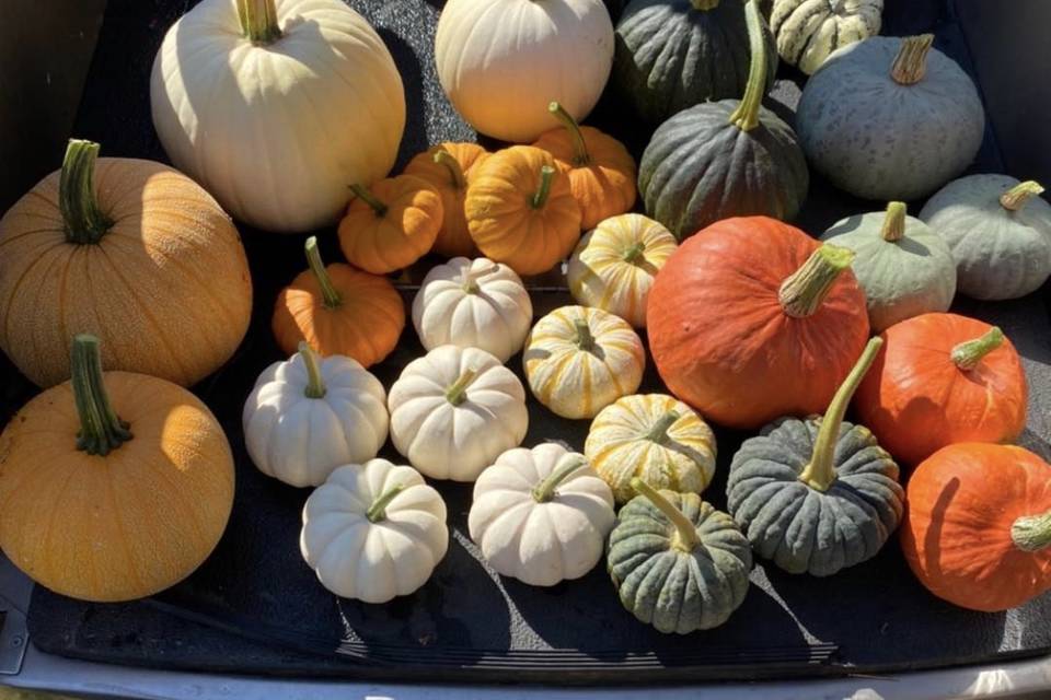 Farm Grown Pumpkins