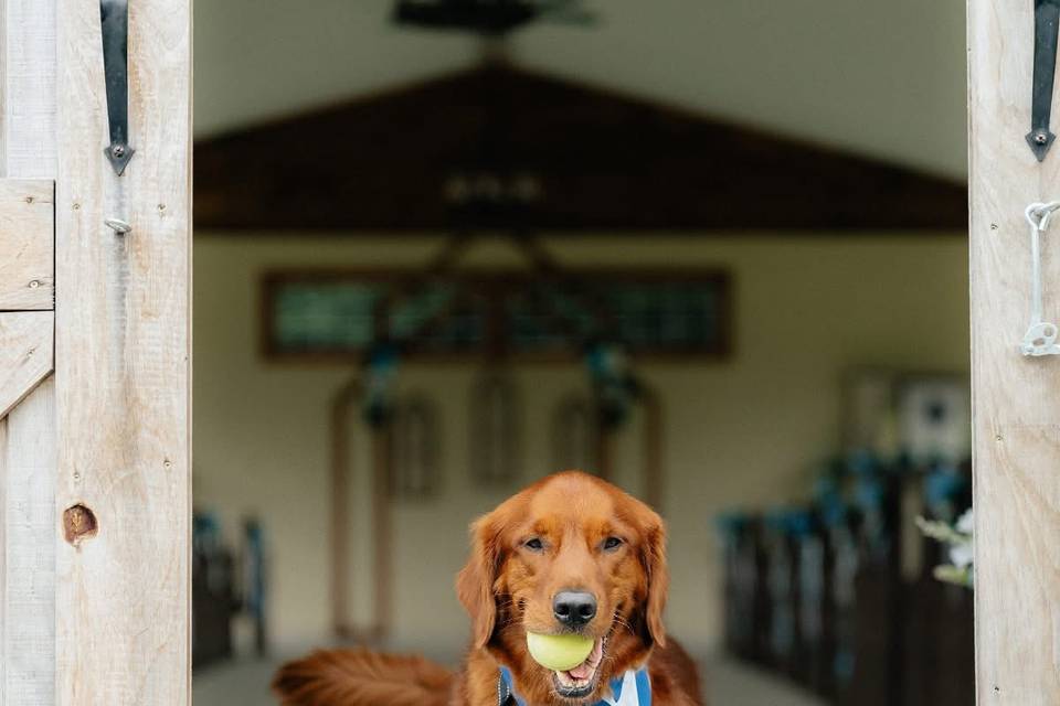 We are pet friendly!