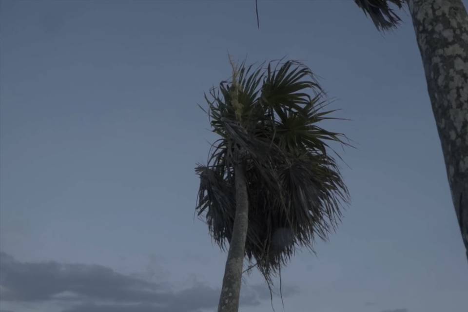 Palm trees in playa del Carmen