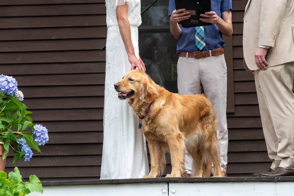 Ceremony Pup