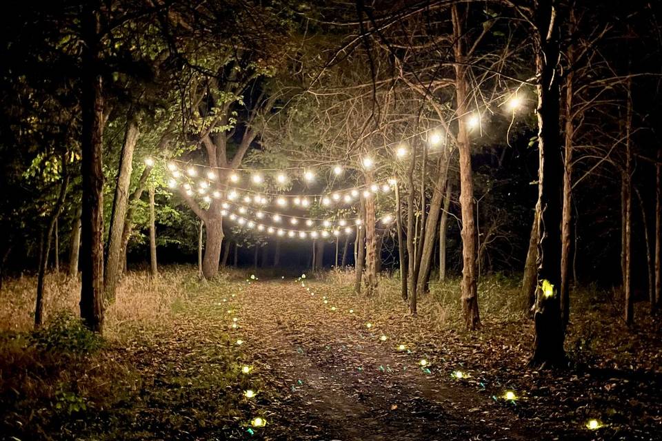 Enchanted woods