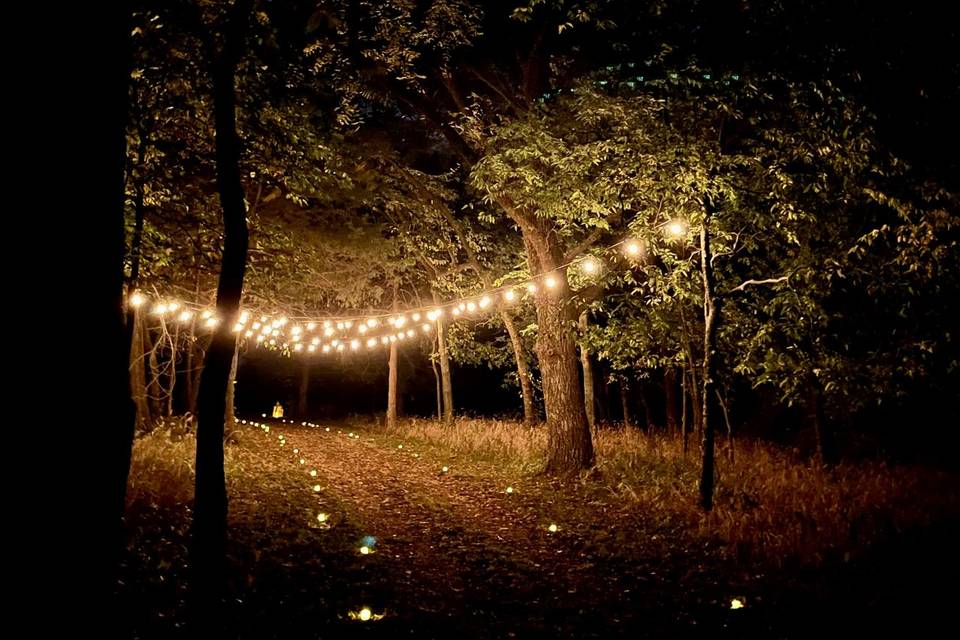 Enchanted woods