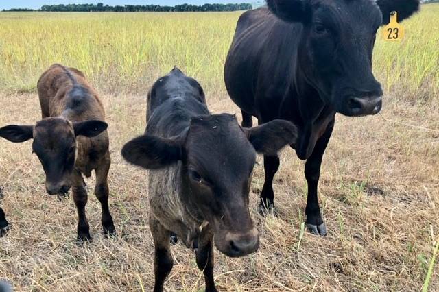 FarmResort Cows