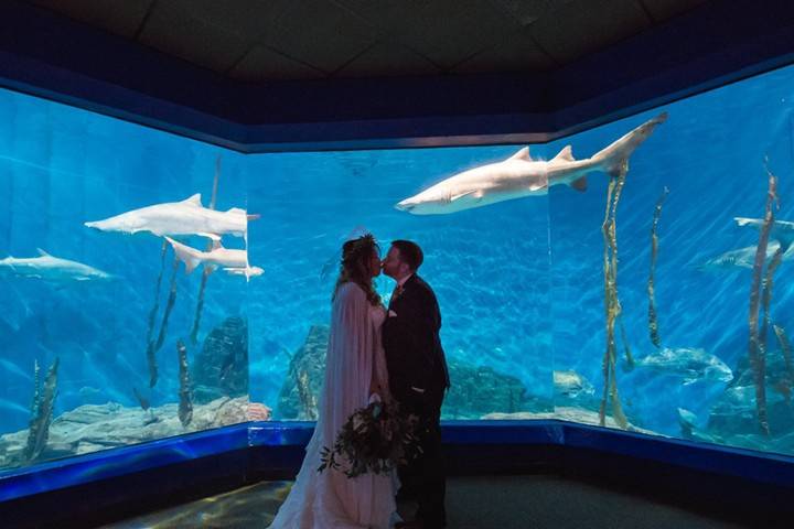 Newlywed kisses among the sharks