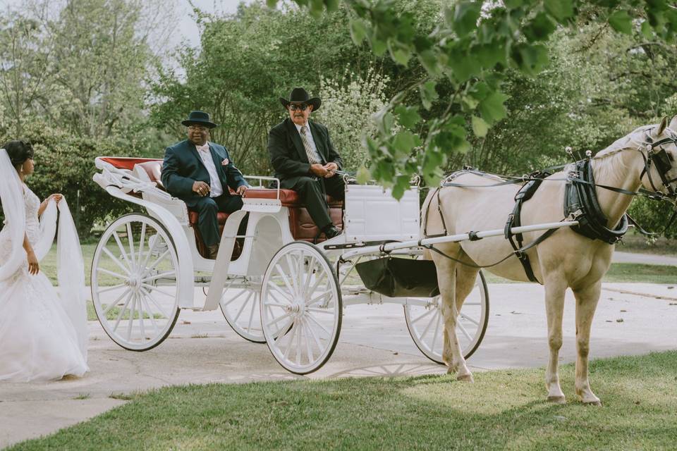 Bridal horse carriage ride