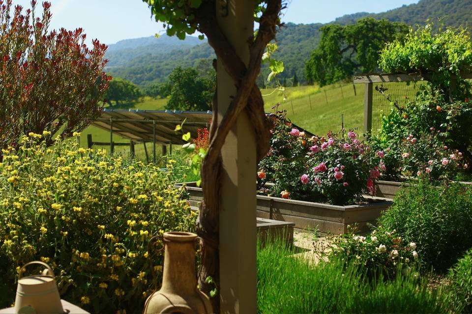Roses and arbor