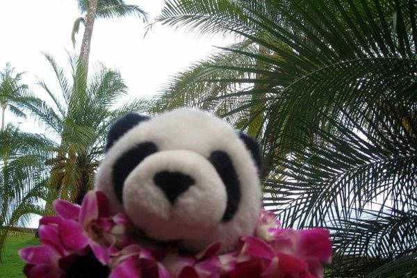 My Traveling Panda in Maui, Hawaii