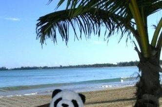 My Traveling Panda at the Ritz Carlton in Puerto Rico.  Try a Caribbean Resort for your honeymoon!