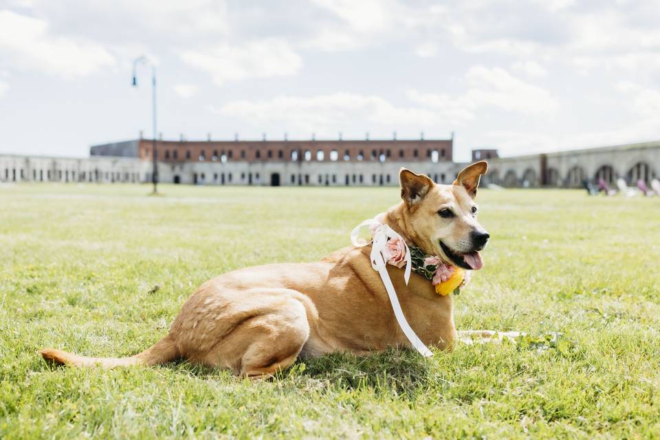 Parade Field Dog