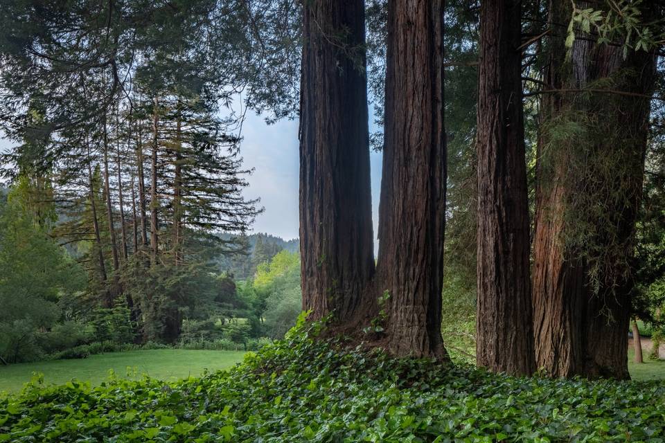 Ancient Redwoods