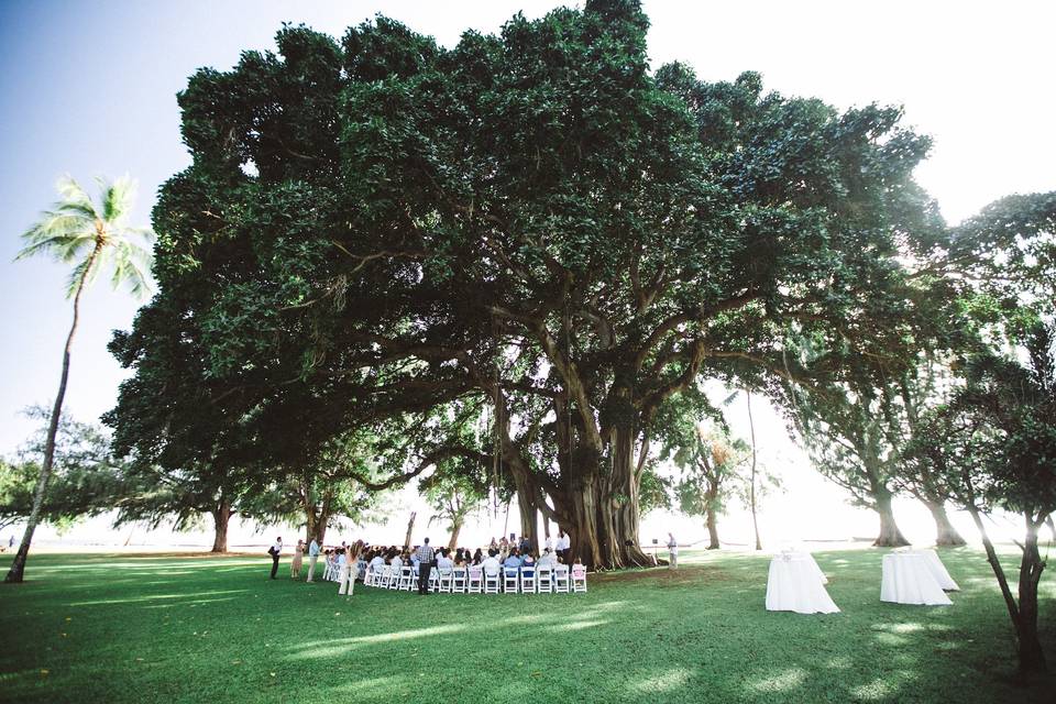 Waimea Plantation Cottages amazing Banyan Tree