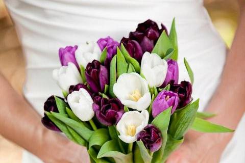 Purple Tulips