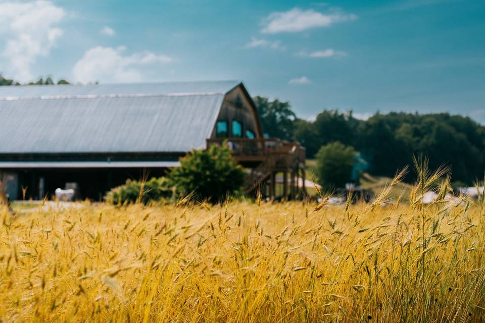 Farm Plot - Wheat