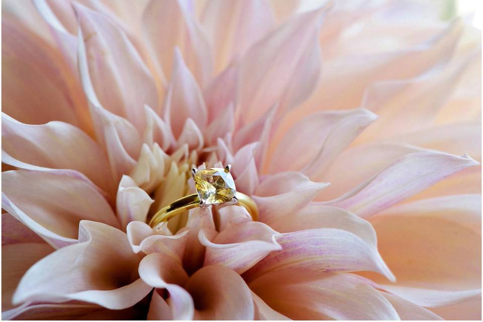 Carrie Holbo Photography