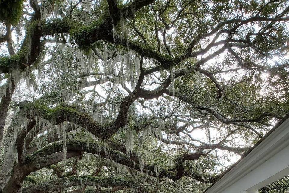 Forsyth Park