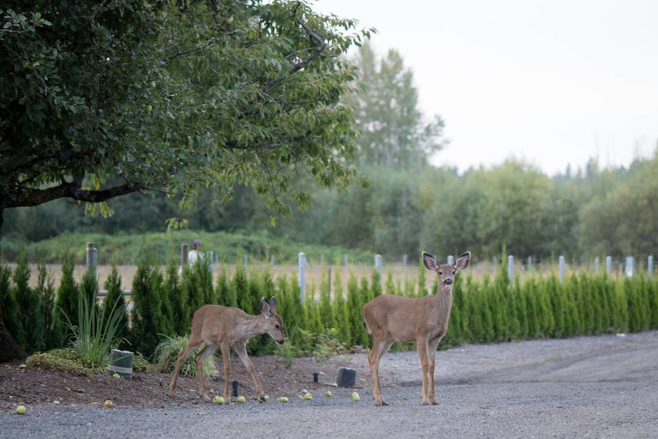 Neighborhood Deer