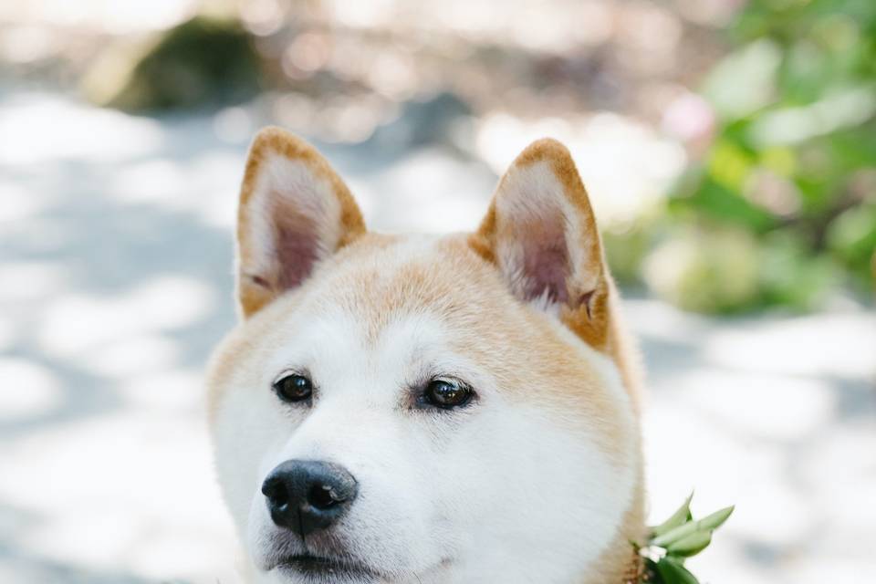 Floral pup collar