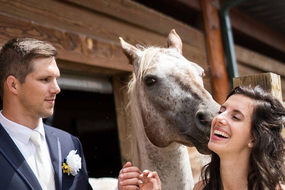 Horse at Wedding