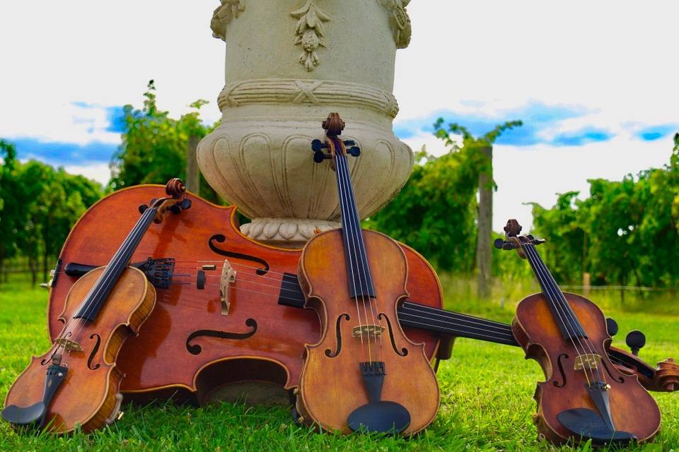 Cello Viola Violin Quartet